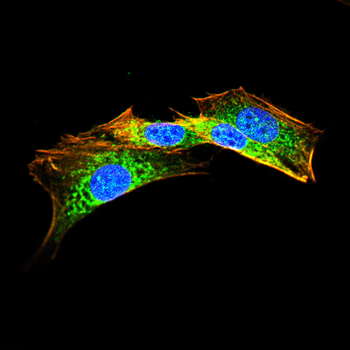 NES Antibody