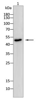 PAX8 Antibody