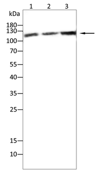 PARP1 Antibody