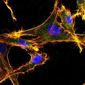 FAP Antibody
