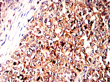 FAP Antibody