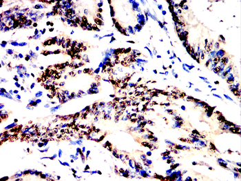MAPK14 Antibody