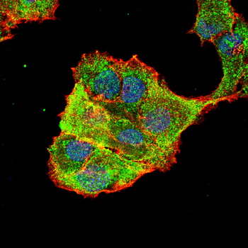 AIF1 Antibody