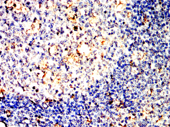 AIF1 Antibody