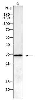 VDAC1 Antibody