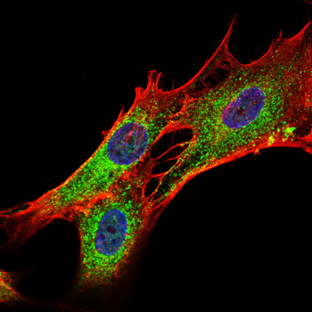 MUC1 Antibody