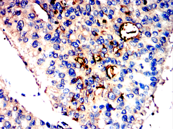 MUC1 Antibody