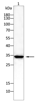 CD274 Antibody