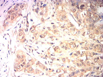 CCND3 Antibody
