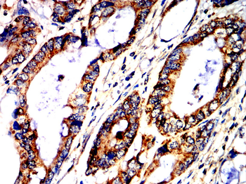 SERPINE1 Antibody