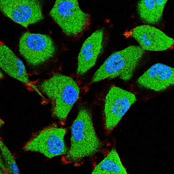 ASS1 Antibody
