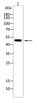CA9 Antibody