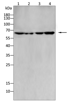CA9 Antibody