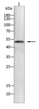 MEF2C Rabbit Polyclonal Antibody