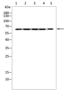 KRT5 Antibody