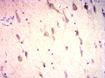 MAP2 Antibody