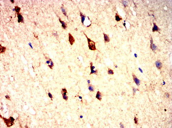MAP2 Antibody