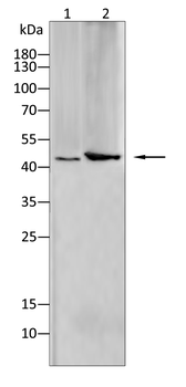 MAP2 Antibody