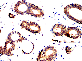 GPX4 Antibody