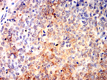 GPX4 Antibody