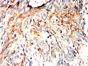 SDC1 Antibody