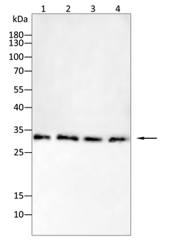 SDC1 Antibody