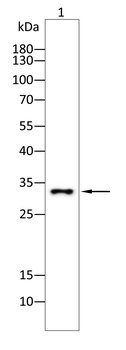 SDC1 Antibody