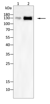 BMPR2 Antibody