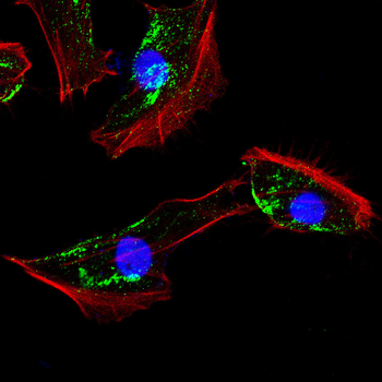 DDR2 Antibody