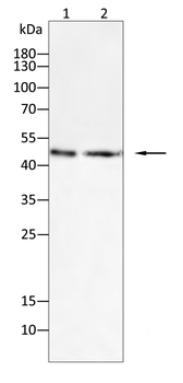 GSK3B Antibody