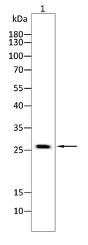 UBB Antibody