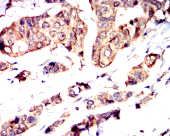 UBB Antibody