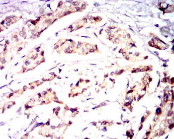 UBB Antibody