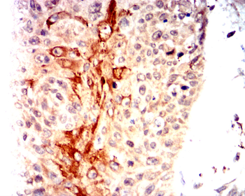 UBB Antibody