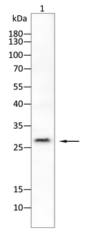 UBB Antibody