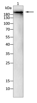 PIEZO1 Antibody