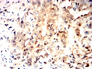 CCNA2 Antibody