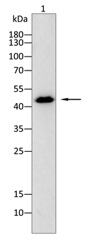CCNA2 Antibody