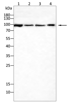 PDCD6IP Antibody