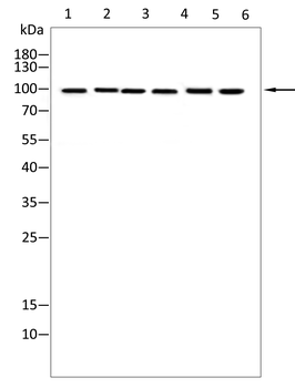 PDCD6IP Antibody