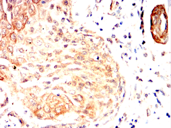 CSPG4 Antibody