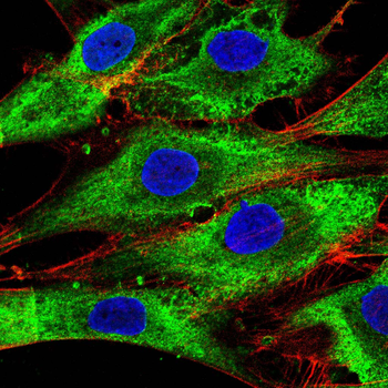 ENO2 Antibody