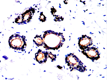 ENO2 Antibody