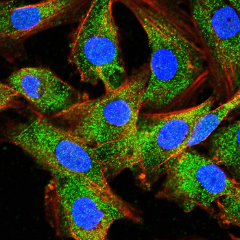 PSD95 Rabbit Polyclonal Antibody