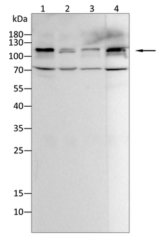 PSD95 Rabbit Polyclonal Antibody