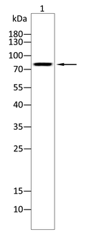 PSD95 Rabbit Polyclonal Antibody