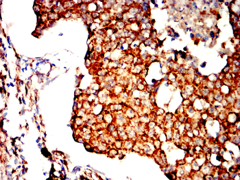 PHB Antibody