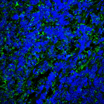 PHB Antibody