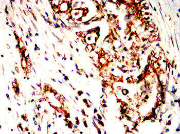 PHB Antibody