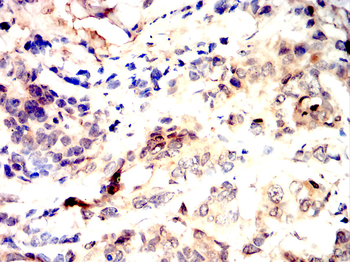 AGO2 Antibody